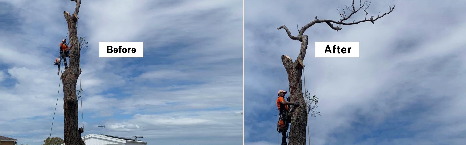 Tree Removal Sydney
