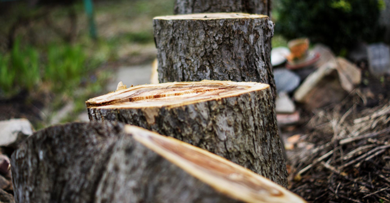 tree cutting