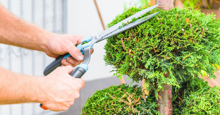Tree trimming